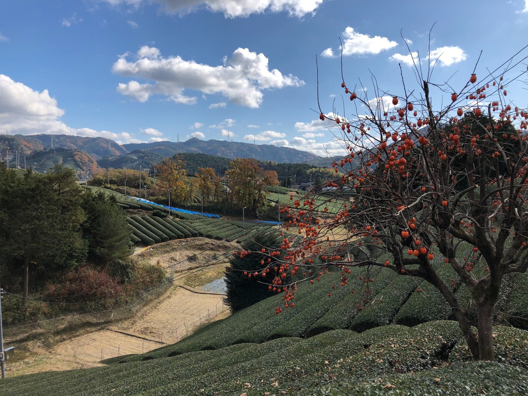 宇治茶の文化的景観